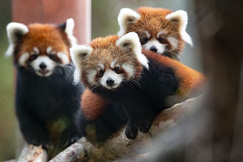 Red panda headed to new home, come wish her farewell Westside Seattle